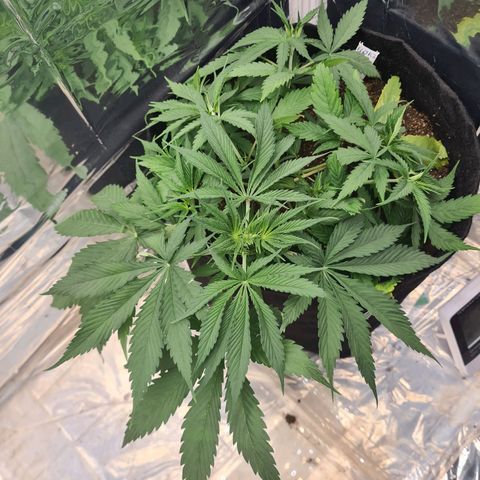 Flor 2 growlog timeline photo