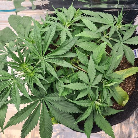 Flor 2 growlog timeline photo