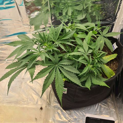 Flor 2 growlog timeline photo