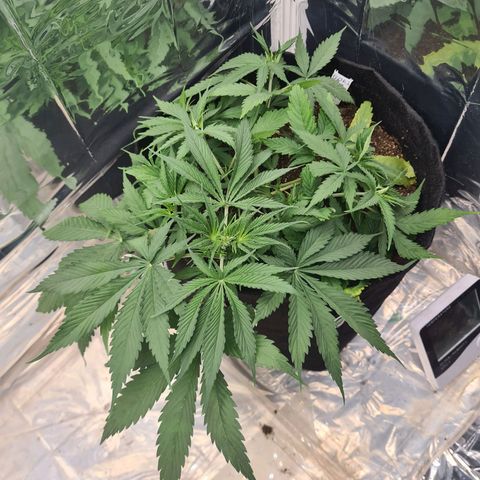 Flor 2 growlog timeline photo