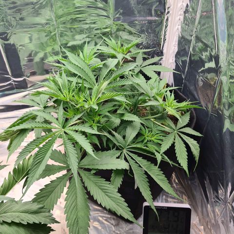 Flor 2 growlog timeline photo