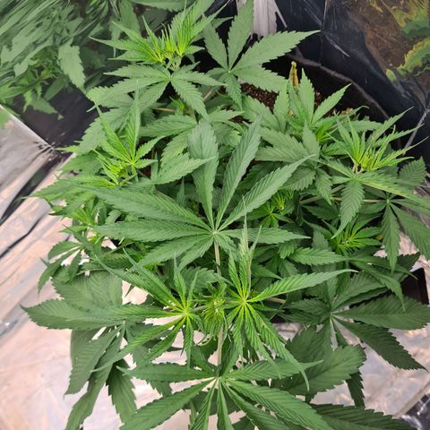 Flor 2 growlog timeline photo