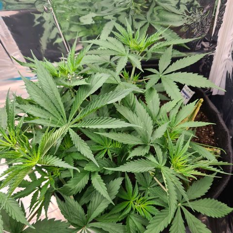 Flor 2 growlog timeline photo