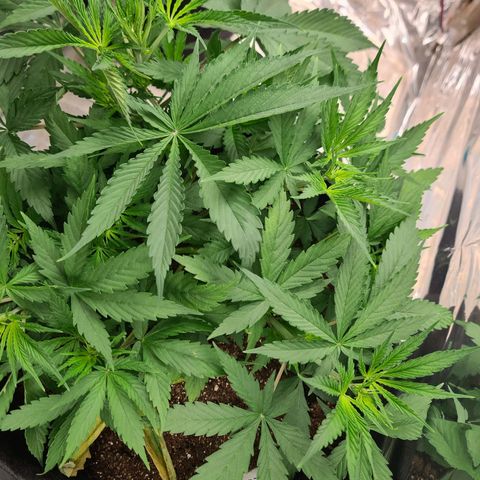 Flor 2 growlog timeline photo