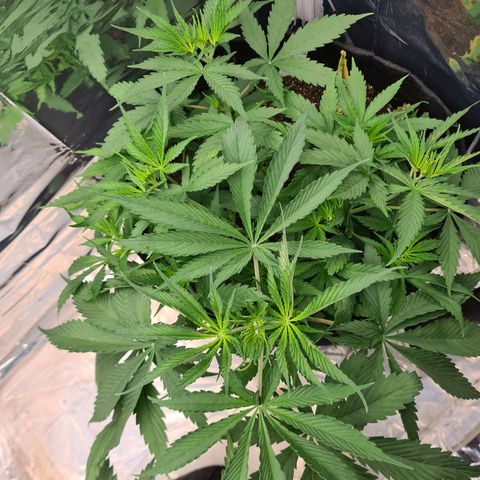 Flor 2 growlog timeline photo