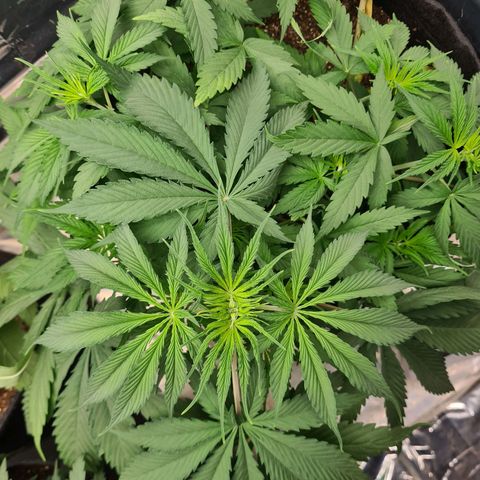 Flor 2 growlog timeline photo