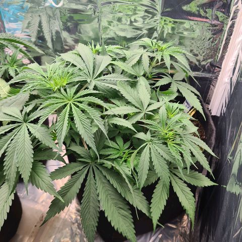 Flor 2 growlog timeline photo