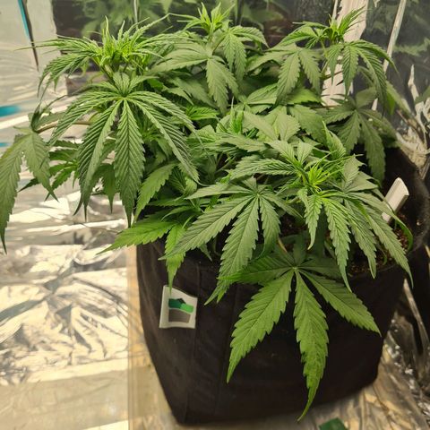 Flor 2 growlog timeline photo