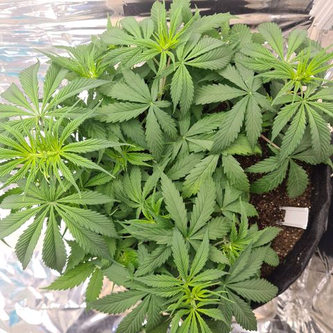 Flor 2 growlog timeline photo