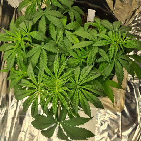 Flor 2 growlog timeline photo