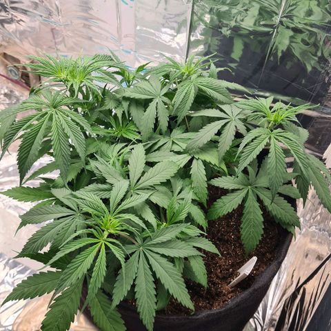Flor 2 growlog timeline photo