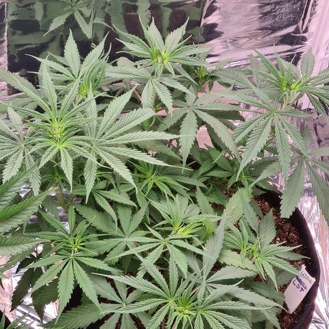 Flor 2 growlog timeline photo