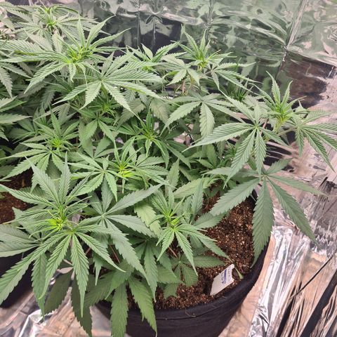 Flor 2 growlog timeline photo