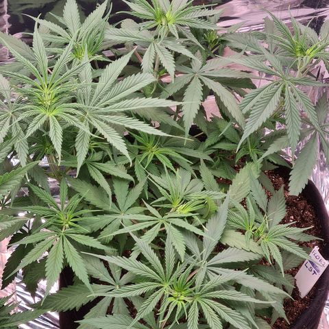 Flor 2 growlog timeline photo