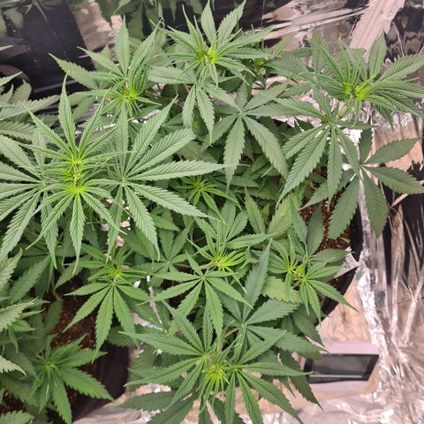 Flor 2 growlog timeline photo