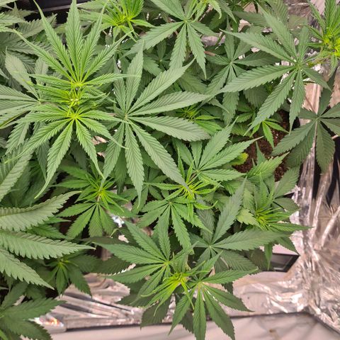 Flor 2 growlog timeline photo