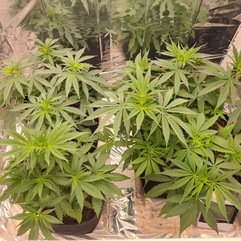 Flor 2 growlog timeline photo