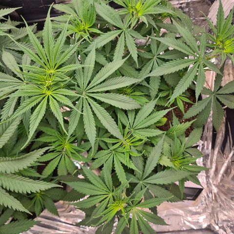 Flor 2 growlog timeline photo