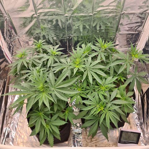 Flor 2 growlog timeline photo