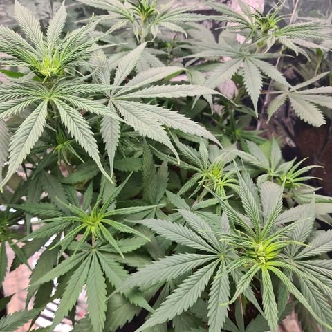 Flor 2 growlog timeline photo