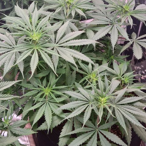 Flor 2 growlog timeline photo