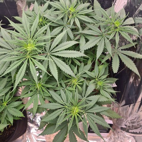 Flor 2 growlog timeline photo