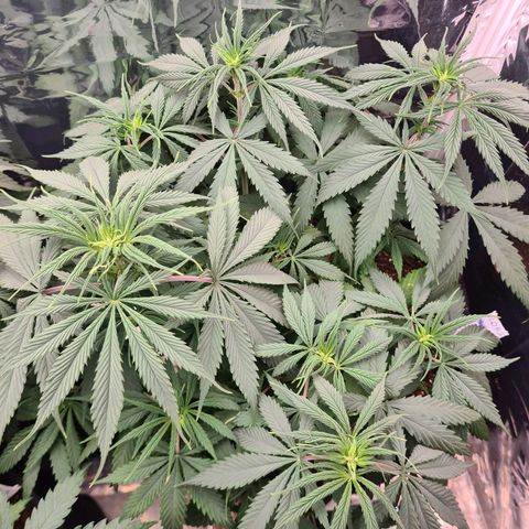 Flor 2 growlog timeline photo