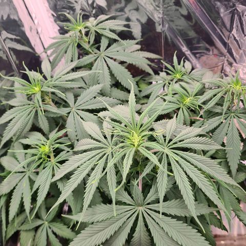 Flor 2 growlog timeline photo