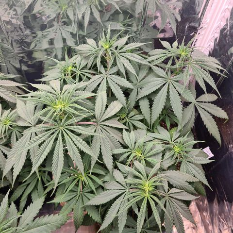 Flor 2 growlog timeline photo