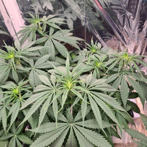 Flor 2 growlog timeline photo