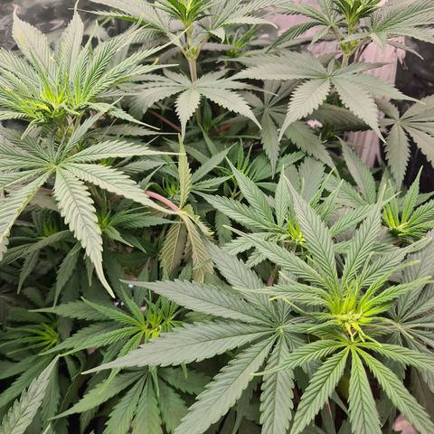 Flor 2 growlog timeline photo