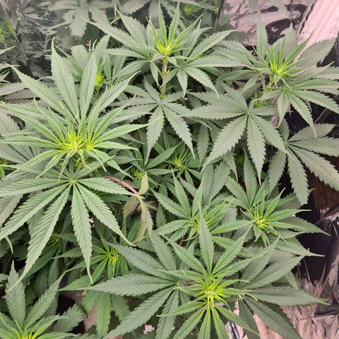 Flor 2 growlog timeline photo