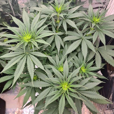 Flor 2 growlog timeline photo