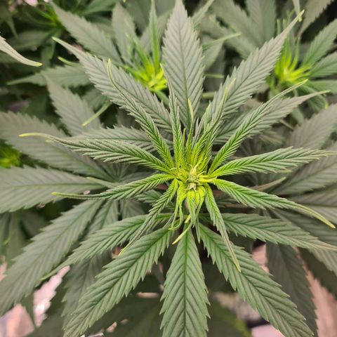 Flor 2 growlog timeline photo