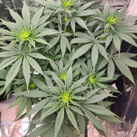 Flor 2 growlog timeline photo