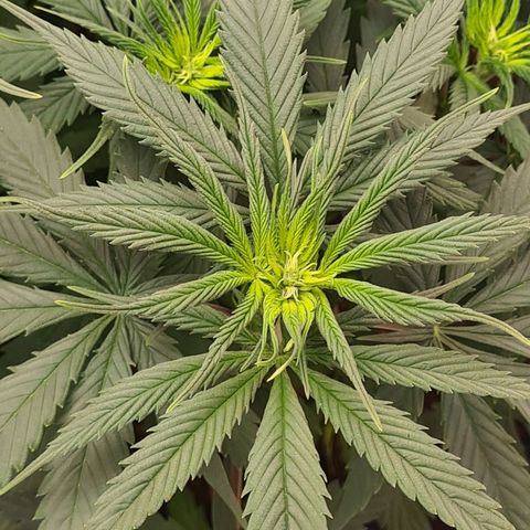 Flor 2 growlog timeline photo