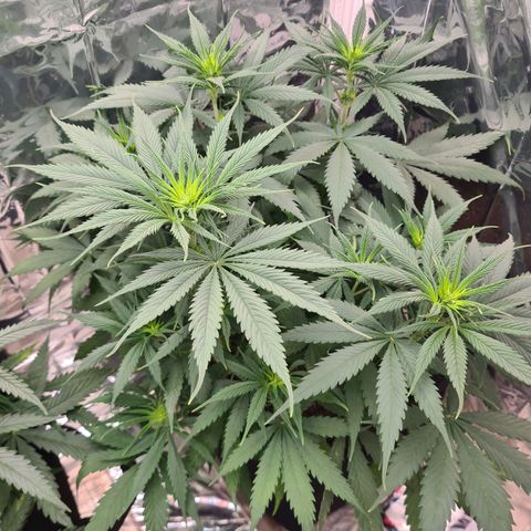 Flor 2 growlog timeline photo