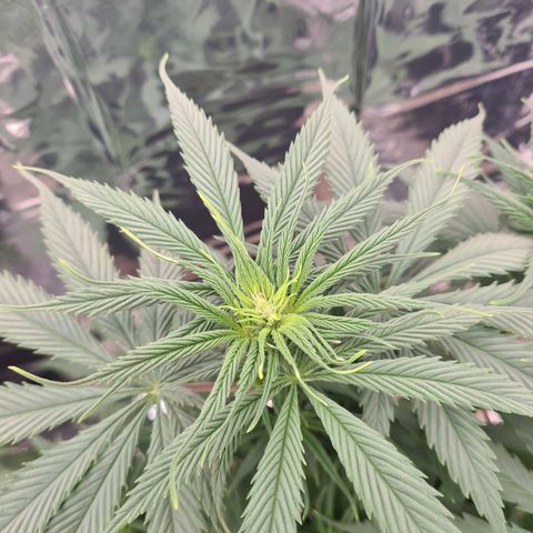 Flor 2 growlog timeline photo