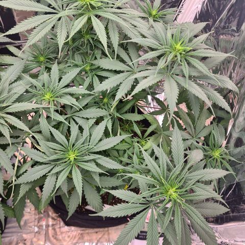 Flor 2 growlog timeline photo