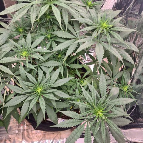 Flor 2 growlog timeline photo