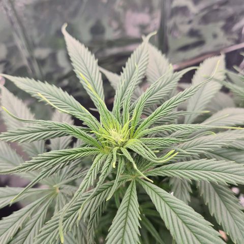 Flor 2 growlog timeline photo