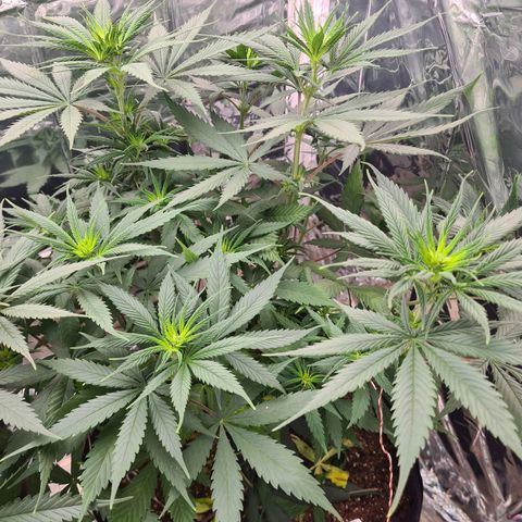 Flor 2 growlog timeline photo