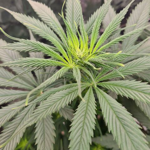 Flor 2 growlog timeline photo