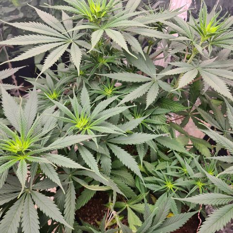 Flor 2 growlog timeline photo