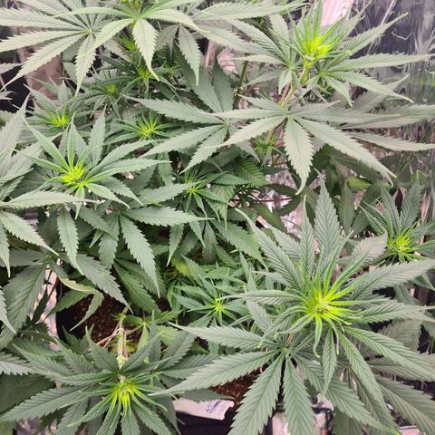 Flor 2 growlog timeline photo
