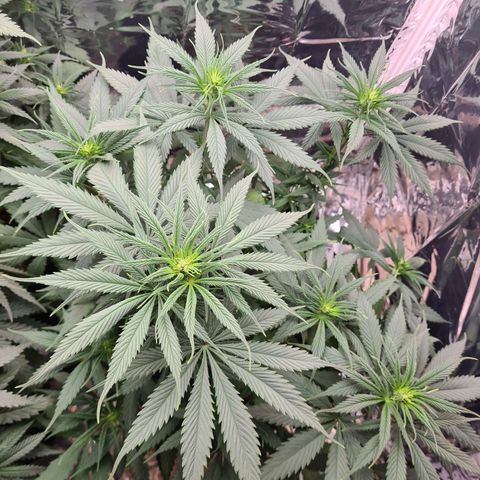 Flor 2 growlog timeline photo