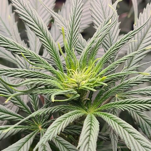 Flor 2 growlog timeline photo