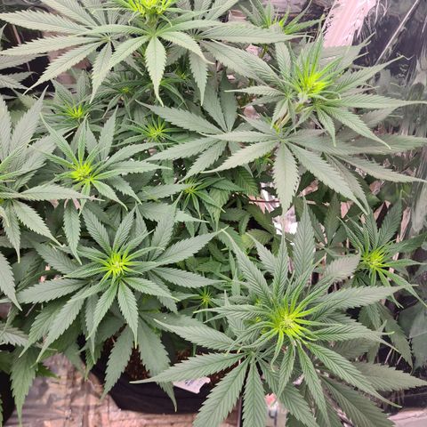 Flor 2 growlog timeline photo