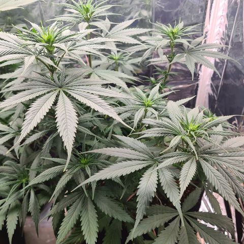 Flor 2 growlog timeline photo