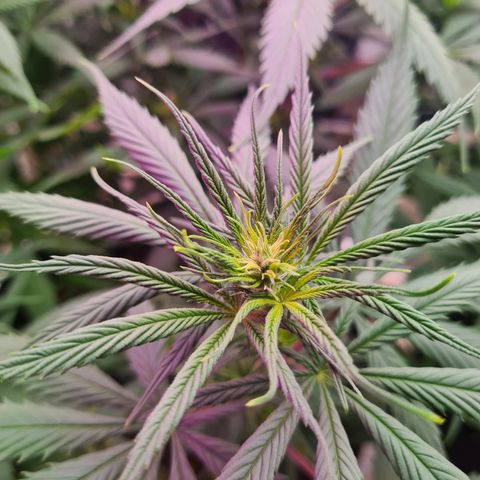 Flor 2 growlog timeline photo